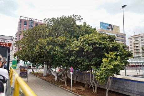 Las Palmas de Gran Canaria